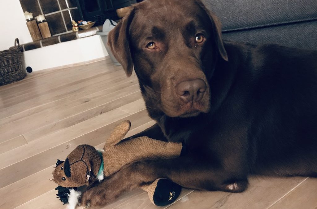 Camping mit Hund – die Reiseapotheke