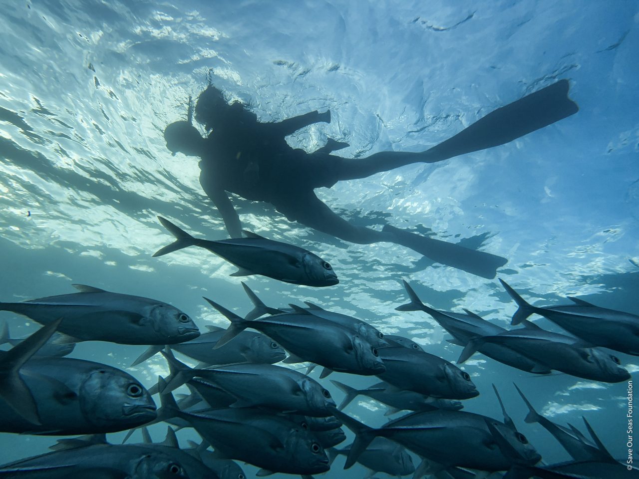 Tauche ein in die Welt der Ozeane: Die International Ocean Film Tour ist zurück!