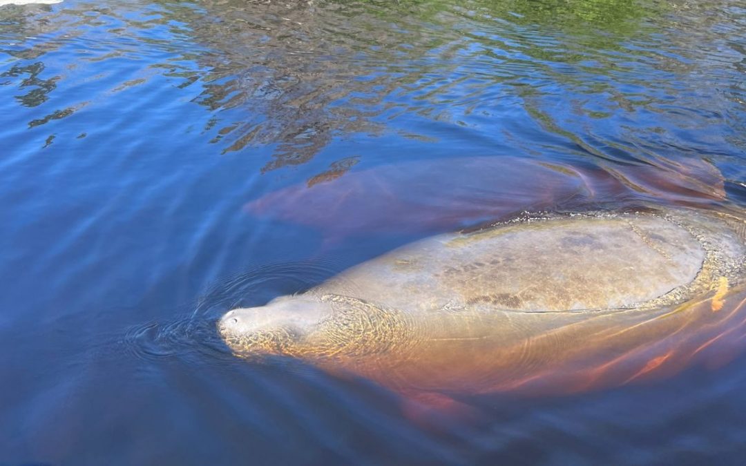 Mit dem SUP durch ein tropisches Paradies