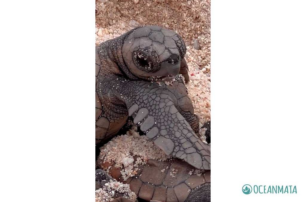 We love Turtles – Unsere Schildkröten-Patenschaft